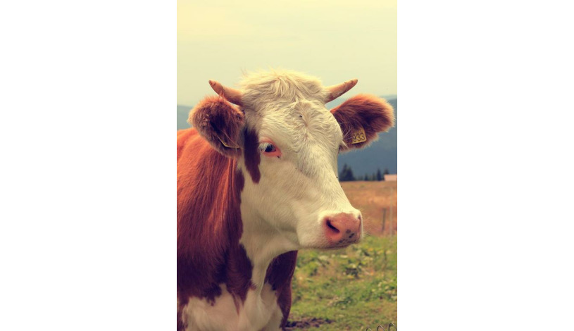 Pension Karolína Špindlerův Mlýn